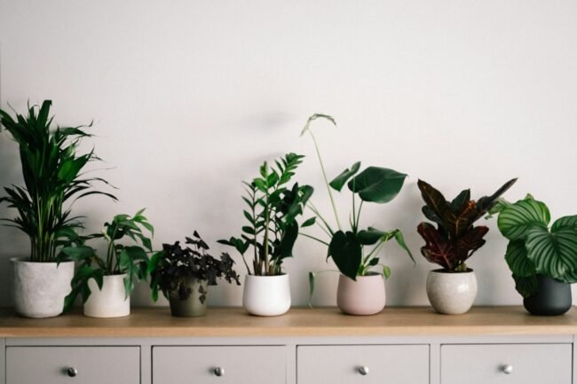 green plant on white ceramic pot, home furnishing
